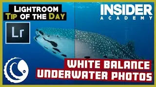 Lightroom Tip of the Day - White Balance your Underwater Photos