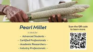 Introducing Pearl Millet: A Resilient Cereal Crop for Food, Nutrition, and Climate Security