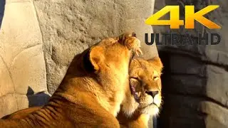The Best Lion King Moment after Sleep 4K UHD Video