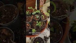 Plant chore day 🌱 Sometimes 