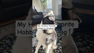 He sang his head off🎤 #husky #huskylife#dogshorts