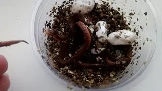 Pareas carinatus hatchlings