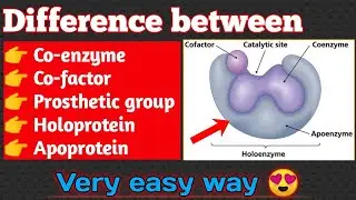 Difference between co-enzyme, co-factor, prosthetic group, holoprotein and apoprotein