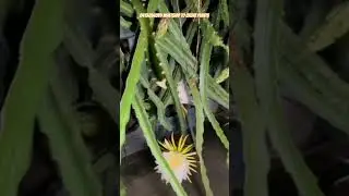 dragon fall🐉🥰