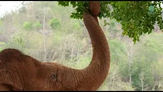 One Day With &ldquo;Faa Mai&rdquo; The First Born Free Elephant at Elephant Nature Park - ElephantNews
