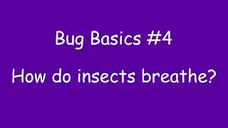 How do insects breathe? Bug Basics #4
