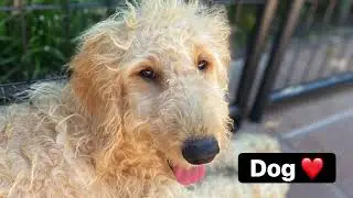Dog Love ❤️ | Balanced Obedience Dog & Puppy Training (Oahu & Online)