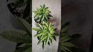 purple queen 💜👑 and purple 🟣 ghost 👻 candy 🍭transplant soon🪴 #growyourown @SeedsmanSeeds