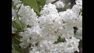 Amazing Lilac and White Angel Lilac