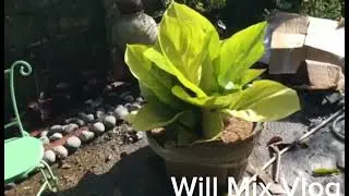 Philodendron Collection fix variety of plants,cactus, Anthurium #urbanfarming #bonsai #philodenron