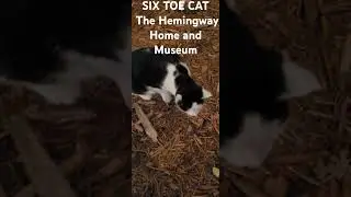 The Hemingway Home and Museum.Six Toed Cats #cat #animals #catlover #Six Toed Cats