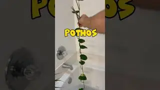 Aprende c&oacute;mo Multiplicar Pothos correctamente! #pothos  #plantas