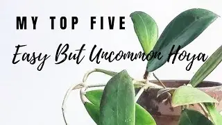 My Top Five Easy But Uncommon Hoya