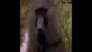 unbelievable! A gorilla adopts a lion cub and did not expect