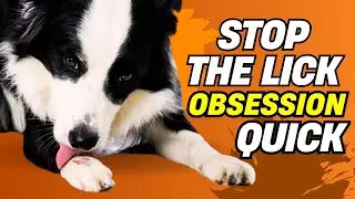 Как отучить собаку лизать лапы 🐕 естественным и безопасным способом
