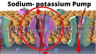 Sodium-Potassium Pump- How and Why