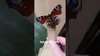 found in the shed,  just listen, you can hear its wings open and close.
