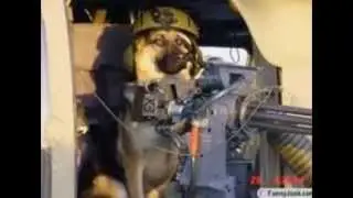 dogs with guns