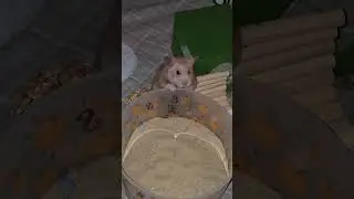 Tango #hamsters #petlovers #cute #adorable #furbabies #syrianhamster #furryfriends #furry #shorts