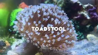 Top 5 Corals for Beginners in the Reef Keeping Hobby