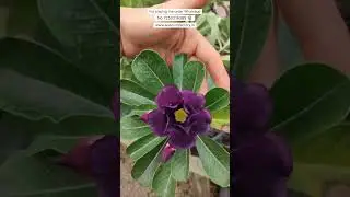 Rare Imported Purple Adenium Plant Online Shopping 🪴 #adenium #flowers #gardening #flowers