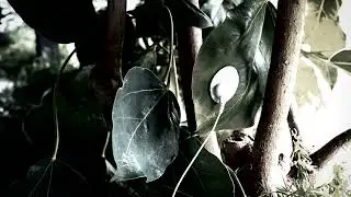 Edwin Lucchesi - Live Electronics with the Plant