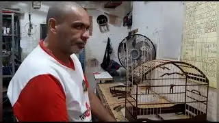 Passando  as tala de bambu na gaiola de Violeta de trinca-ferro