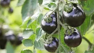 Evo zašto ove godine treba da uzgajate jedinstvene crne paradajize CRNA LEPOTA