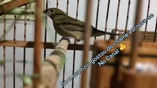 Chame de FÊMEA DE TIZIU #1