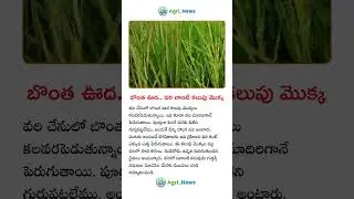 బొంత ఊద.. వరి లాంటి కలుపు మొక్క #telugu #agriculture #viralvideo