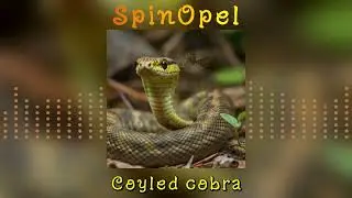 Coyled cobra