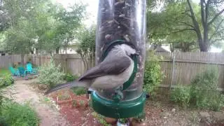 Carolina Chickadee slomotion flying