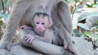 Play hard, monkey style! 🐒🎈 #PlayfulMonkey #BabyMischief #MonkeyFun