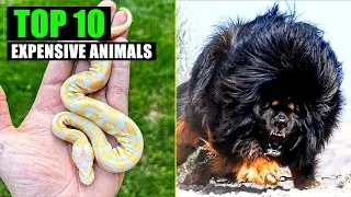 Top 10 Most Expensive Animals People Actually Own