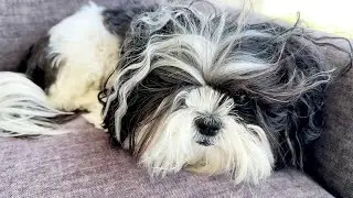 Shih Tzu Gets Beachy Hair Without Getting Wet!