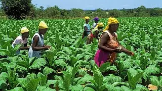 VERIFICATION OF TOBACCO FARMERS FROM CONTINENTAL & NIMATABAG COMPANIES COLLECT THOUSANDS. #TtvUganda