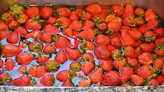 HOME FRAGOLA PIANTA D APPARTAMENTO FRAGOLA RECENSIONI RESISTENZA AL GELO