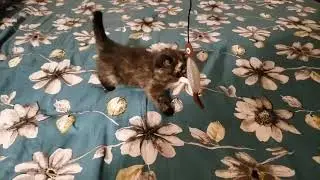 Tortishell kitten exotic