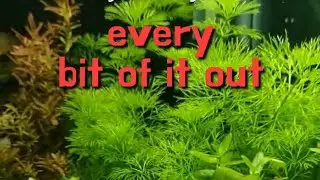 Get RID of Hair Algae FOREVER