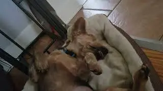 sleeping and dreaming dog