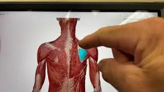 Kinesiology Taping For Posture Improvement