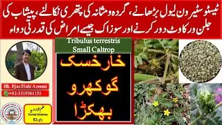 Kharkhask/Bhakra/Gokhroo/Gokhshar/خارخسک کے فائدے/گوکھرو/بھکڑا/فوائد اور کیمائی اجزاء کی تفصیل
