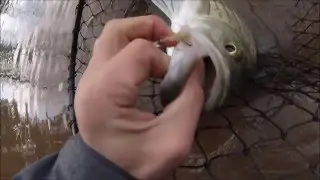 Big Hybrid Bass on a 5wt FLY ROD!!