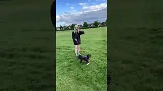 It&rsquo;s a free range blind girl #blindgirl #funnyshorts #funny #funnyvideos