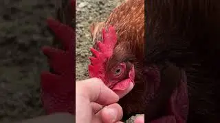 Petting my adorable hen!