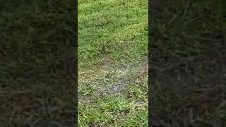 Songbird Hops in Grass by Cypress Tree at Long Lake Park! Oviedo, Florida