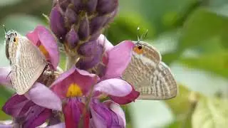 Long-tailed Blue Butterflies Visit Kudzu Flowers for Nectar
