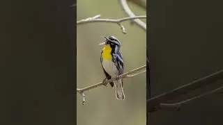 Yellow-Throated Warbler &bull; Blair County, Pa #birds #naturephotography