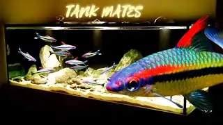 Best Tank Mates for Denison Barb (Roseline Shark)