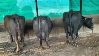 pure banni breed